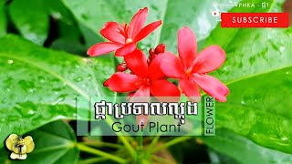 [🌹28] Gout Plant (サンゴアブラギリ - ว่านเลือด - 산호유동 - 佛肚树 - Cây ngô đồng) | ផ្កាប្រទាលល្ហុង