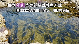 清空鱼塘的鱼转入溪流，白嫖山泉水养鱼，年底就靠这种模式赚钱了