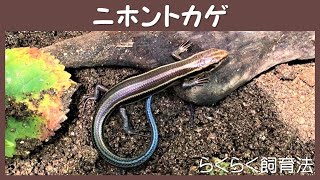 ニホントカゲ らくらく飼育法　Easy way to keep  a Japanese five-lined skink (Plestiodon finitimus)