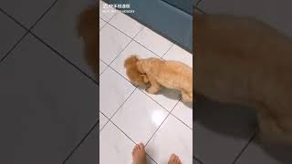 贵宾犬爱拿玩具给你玩？