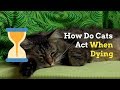 How to Know if Your Cat Is Dying | Signs and Things to Do