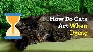How to Know if Your Cat Is Dying | Signs and Things to Do