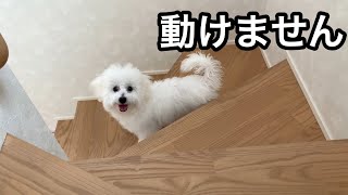 うちの犬は階段をのぼれません【ビションフリーゼ】