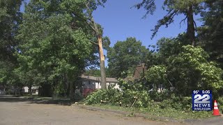 How to tell if tree on your property is rotting