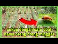 insektisida paling ampuh basmi hama oteng oteng ulat