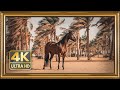 The Art Corner 4K & Full HD | Silence Framed TV Art | Screensaver Tv arabic Horse