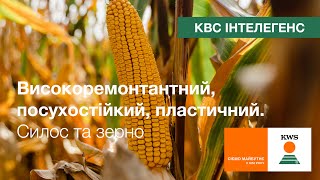 🌽 КВС ІНТЕЛЕГЕНС (ФАО 380). Високоремонтантний, посухостійкий, пластичний гібрид | Кукурудза