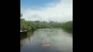 Tree snaps while man climbs it