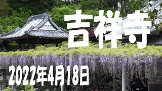 藤 吉祥寺 福岡県北九州市八幡西区 2022年4月18日