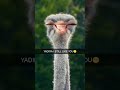 ostrich n yadira