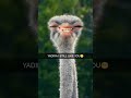 ostrich n yadira