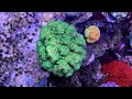 top 5 sps corals for beginners world wide corals