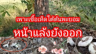 เพาะเห็ดธรรมชาติในต้นพะยอม ยางนา หน้าแล้งเห็ดเริ่มออก จนได้แกง (เห็ดถ่าน เห็ดแดง เห็ดระโงก)