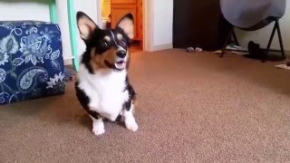 Corgi's Attitude When Asked To Do Tricks