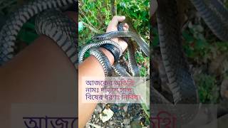 দাঁড়াশ সাপ - Rat snake.   (নির্বিষ)