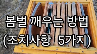 초봄 토종벌 깨우기 (토종벌관리)