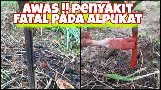 TERBONGKAR!! Cara Atasi Busuk Batang Pohon Alpukat