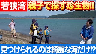 子どもと学ぶ自然の驚異：小浜市での家族向け海の生物調査体験 日本財団 海と日本PROJECT in ふくい 2023 #016