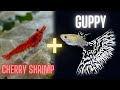 Guppy Fish and Cherry Shrimp – Can you Keep Them in Same Aquarium ?