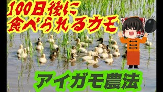 【ゆっくり農業解説】体に優しく、心に厳しい農法　アイガモ農法