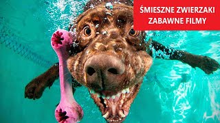 ŚMIESZNE ZWIERZAKI #2 | Komiczne Filmiki | Wpadki | Reakcje | Dobry Humor | KLUB ŚMIESZNYCH ZWIERZĄT