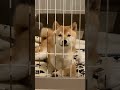 笑う犬 動画 shorts