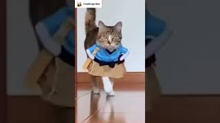 Cat doing catwalk   Cute cat videos    shorts    catvideos  kitten  cute cat