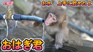 【赤ちゃん・ニホンザル・α7s Ⅲ】おはぎ君、上手に飲めたね　2023年4月1日