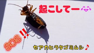 ゴミムシ😊捕まえたよ‼️セアカヒラタゴミムシです❗ちっちゃくて、可愛い❤️