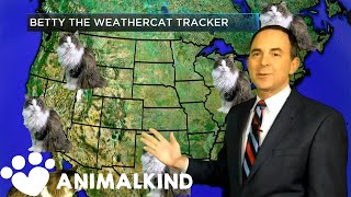 House cat photobombs weather forecast | Animalkind