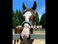 【2024.09.07】ノア、ありがとう😆💕　 引退競走馬　 リタッチ馬