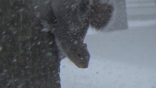 The Mid-Atlantic Super Blizzard (Snowzilla) of 2016 From Frederick, Maryland