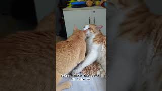 Bechara Simba Male hai ya Female use khud nahi pata #animallover #catvideos #animalloverforlife