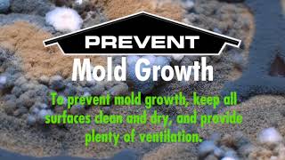 Understanding Mold Growth: What Mold Needs to Grow
