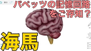 【海馬】パペッツの記憶回路をご存知？