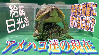 【カメ】キタニシキハコガメとミツユビハコガメの現在【甲羅が綺麗に育ちました✨】