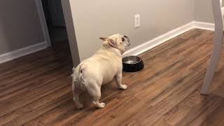Angry French Bulldog on Diet Throws Tantrums for Not Getting Food - 1065754