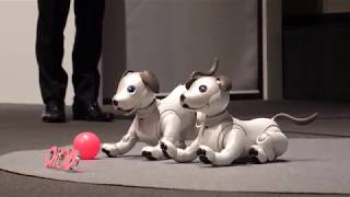 ソニー新「aibo」の動きデモ