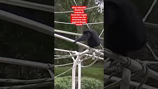 SIAMANG#short #shorts #shortvideo #hewan