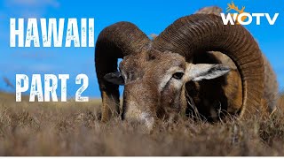 Hawaii Part 2 - Mouflon Hybrids