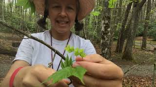 Acer pensylvanicum (striped maple, goosefoot maple, moosewood)