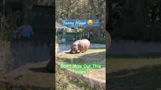 Hippo🦛 #shorts #trending #hippo #animals #funny #fun #enjoy #cute #zoo #funnyanimals #usa #wildlife