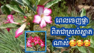 ផ្កាជ័យមង្គល ពេលចេញផ្កាពិតជាស្រស់ស្អាតណាស់🥰🥰🥰