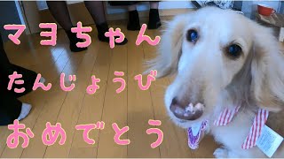 元保護犬の犬生初めて誕生日祝い【パグpugダックスフンドdachshund】