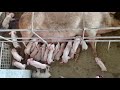 25 piglets from one mother ଘୁଷୁରି ଚାଷ।