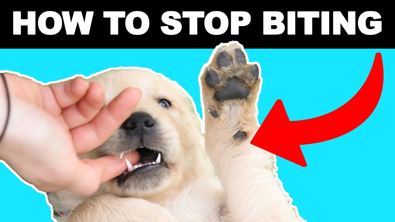 5 Tips To Stop Puppy Biting For New Puppy Owners - YouTube