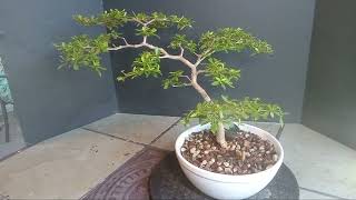 I paid HOW MUCH for this #Bonsai Tree?!