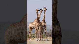 Amazing Giraffes : The Tallest Creatures On Earth #giraffe #animals #shorts