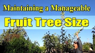 Maintaining a Manageable Fruit Tree Size