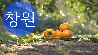 [ KOREA food / KOR ] 창원 단감 (2분) Changwon city